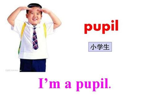 pupiaply|pupil是什么意思.